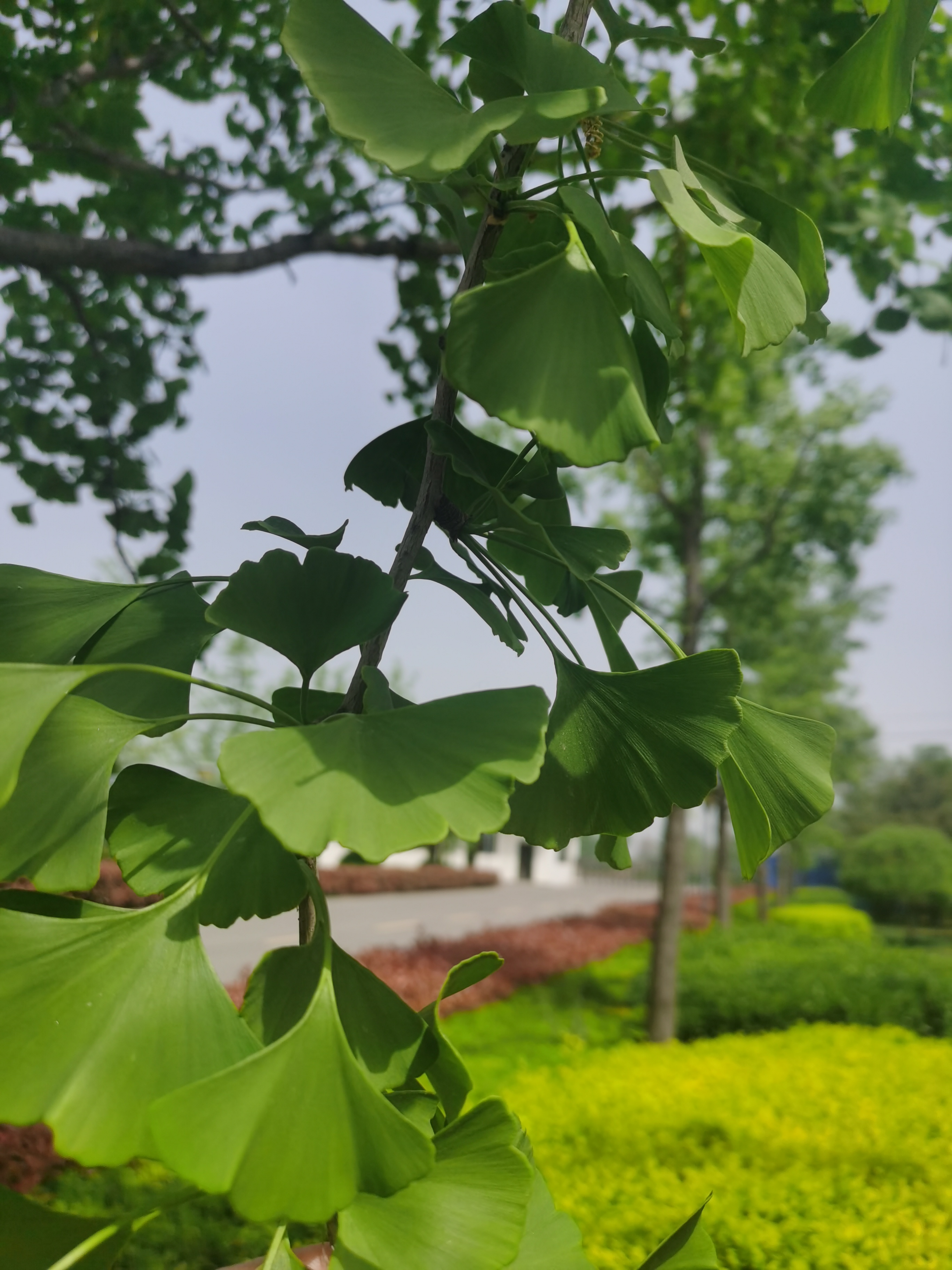 ƽ����pinnacle(�й�����)�ٷ���վ