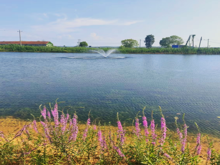 ƽ����pinnacle(�й�����)�ٷ���վ