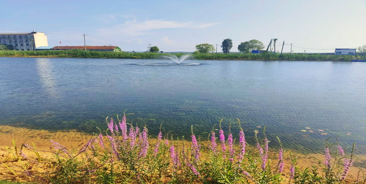 ƽ����pinnacle(�й�����)�ٷ���վ