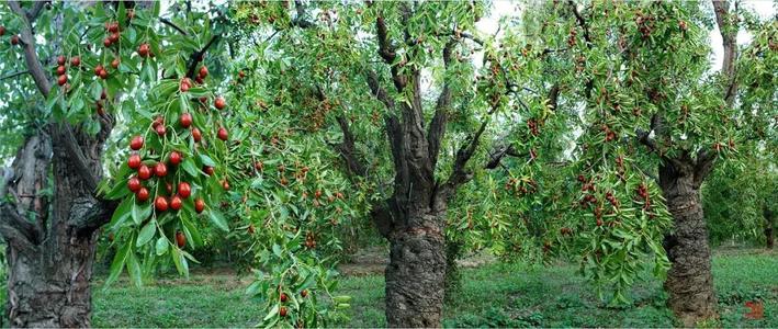 ƽ����pinnacle(�й�����)�ٷ���վ